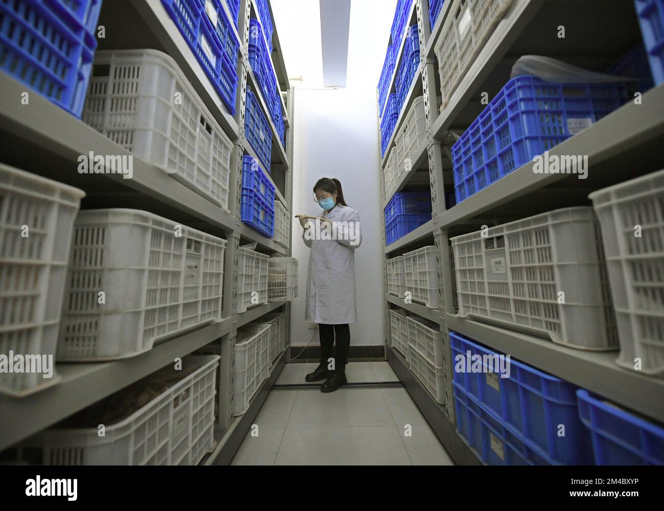 (221220) -- ZHENGZHOU, 20. Dez. 2022 (Xinhua) -- Li Yanzhen beobachtet einen menschlichen Knochen am Henan-Institut für Kulturrelikte und Archäologie in Zhengzhou, Provinz Henan in Zentralchina, 30. Nov. 2022. In einem Büro voller Messgeräte und Skelettproben am Henan Institute of Cultural Relics and Archäology misst und analysiert Li Yanzhen, ein Mädchen aus der Zeit nach 90s, sorgfältig einen alten menschlichen Knochen und spekuliert über die Größe und den Ernährungszustand des Knochenbesitzers. Li, der Archäologie studierte, studiert nun Physikalische Anthropologie. Li kann verborgene historische Informationen aus uralten menschlichen RE extrahieren Stockfoto