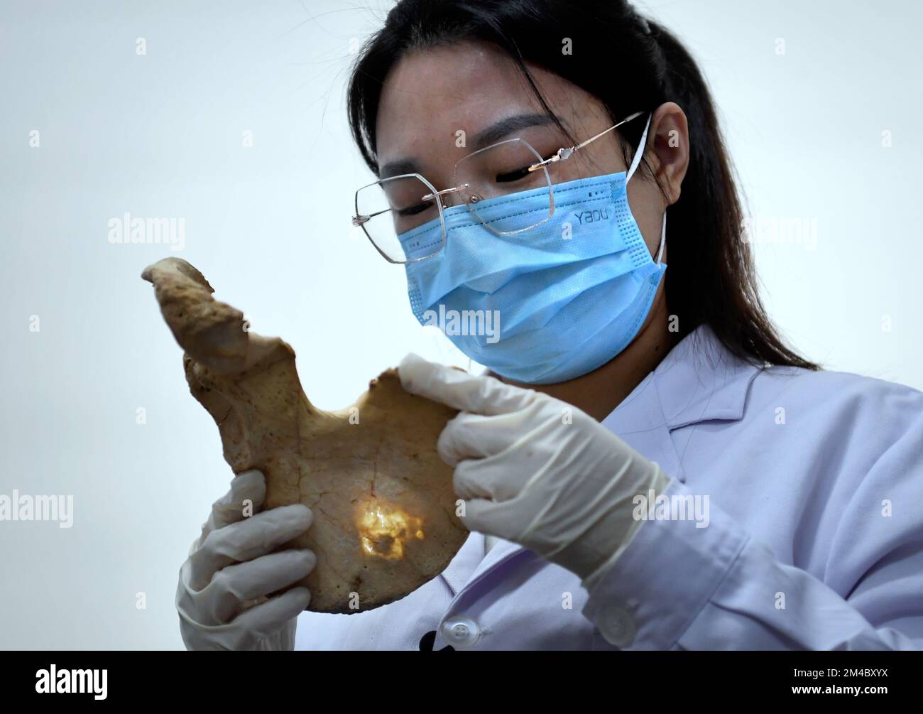 (221220) -- ZHENGZHOU, 20. Dez. 2022 (Xinhua) -- Li Yanzhen beobachtet einen menschlichen Knochen am Henan-Institut für Kulturrelikte und Archäologie in Zhengzhou, Provinz Henan in Zentralchina, 30. Nov. 2022. In einem Büro voller Messgeräte und Skelettproben am Henan Institute of Cultural Relics and Archäology misst und analysiert Li Yanzhen, ein Mädchen aus der Zeit nach 90s, sorgfältig einen alten menschlichen Knochen und spekuliert über die Größe und den Ernährungszustand des Knochenbesitzers. Li, der Archäologie studierte, studiert nun Physikalische Anthropologie. Li kann verborgene historische Informationen aus uralten menschlichen RE extrahieren Stockfoto