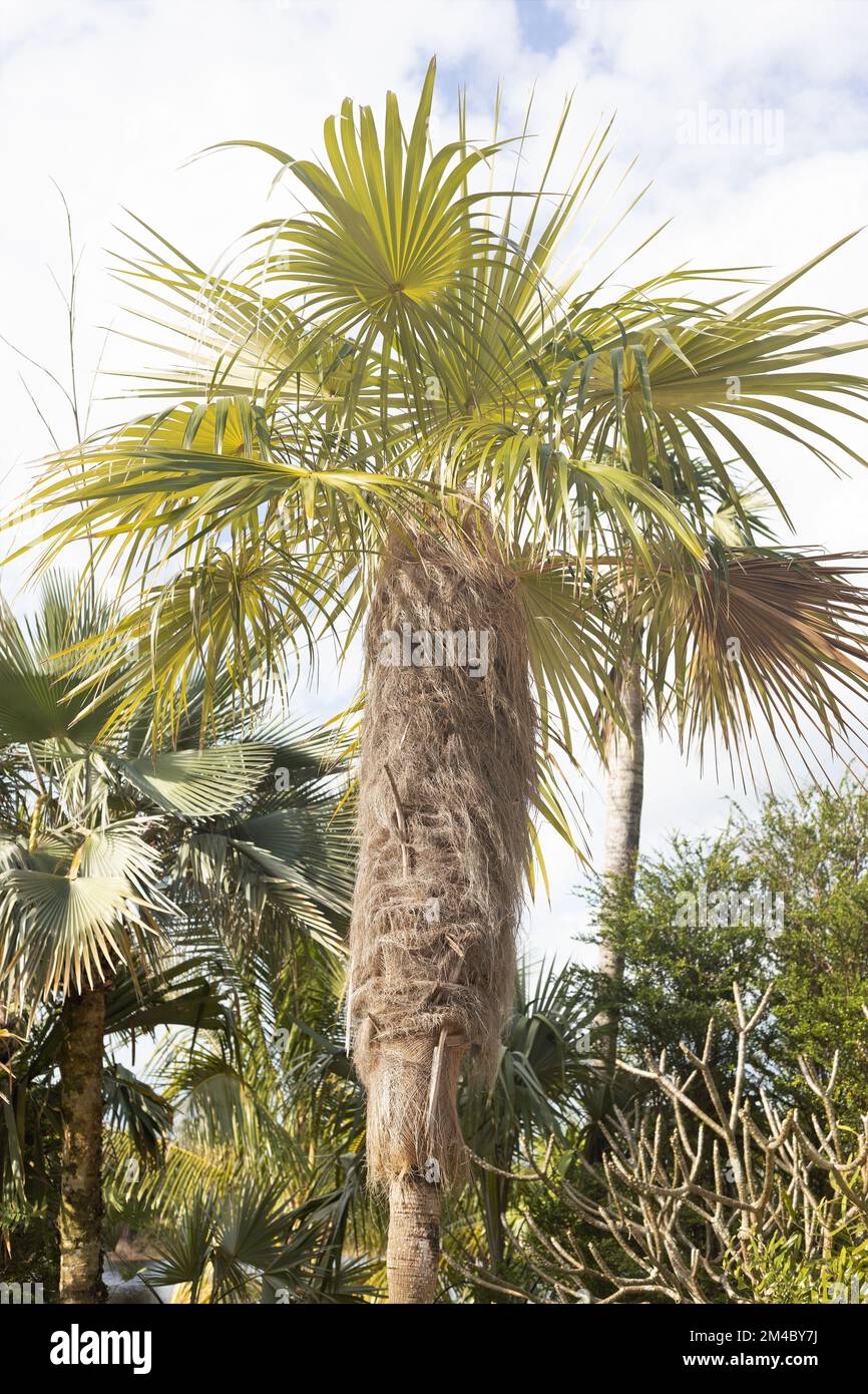 Coccothrinax crinita - alte Männerpalme. Stockfoto