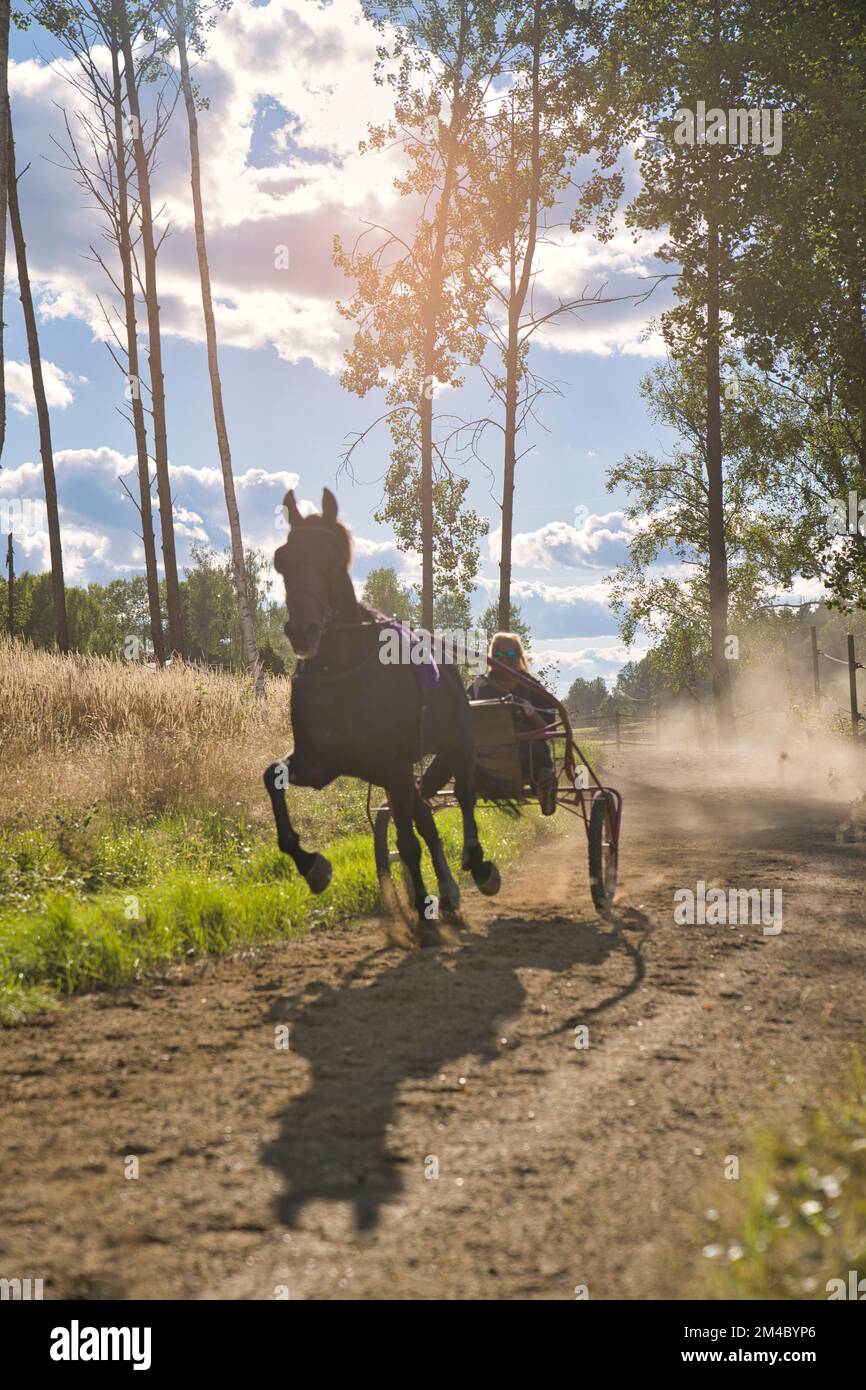 Die Dame trainiert ein Pferd, das in einem Schmollhaus auf einem Gleis sitzt. Hochwertiges Foto Stockfoto