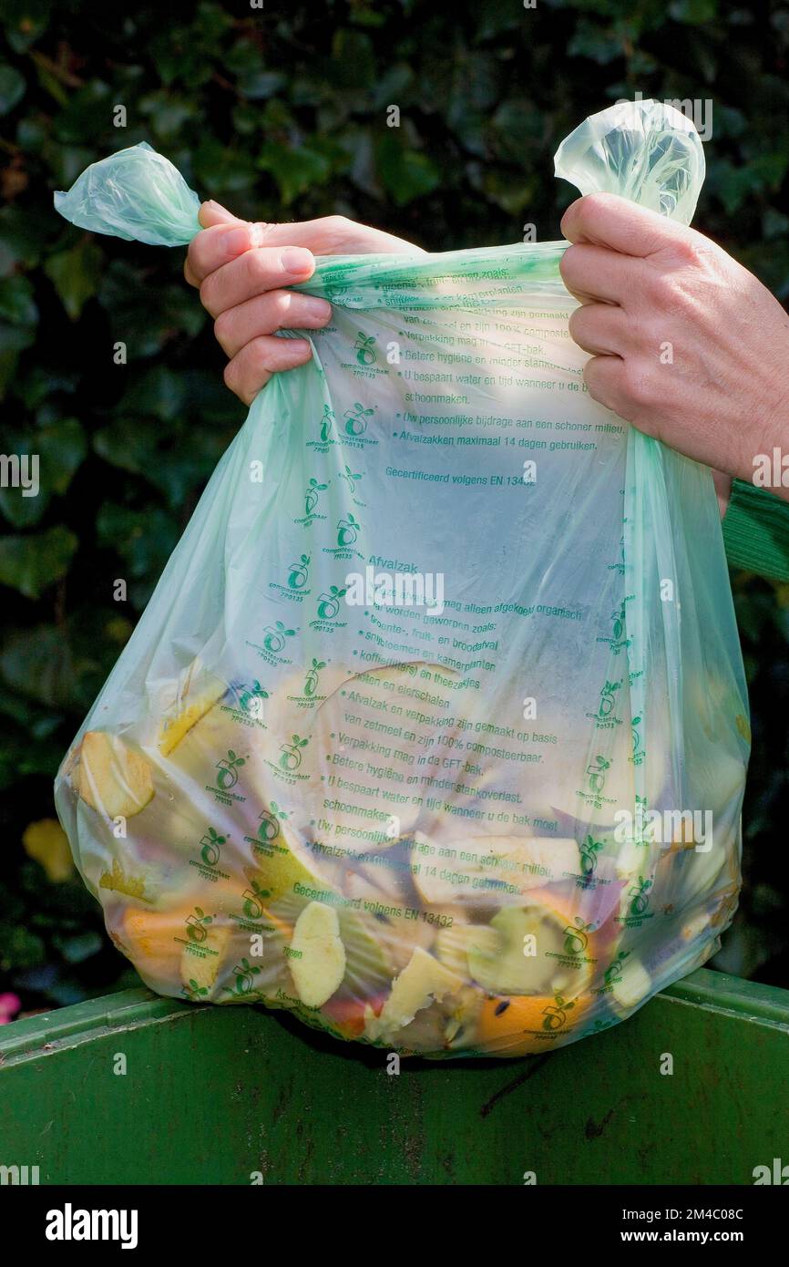 Ein recycelbarer Müllsack mit Küchenabfällen (verdorbene Lebensmittel, Verzierungen, ungenießbare Teile) wird in einen recycelbaren Müllbehälter gelegt. Stockfoto