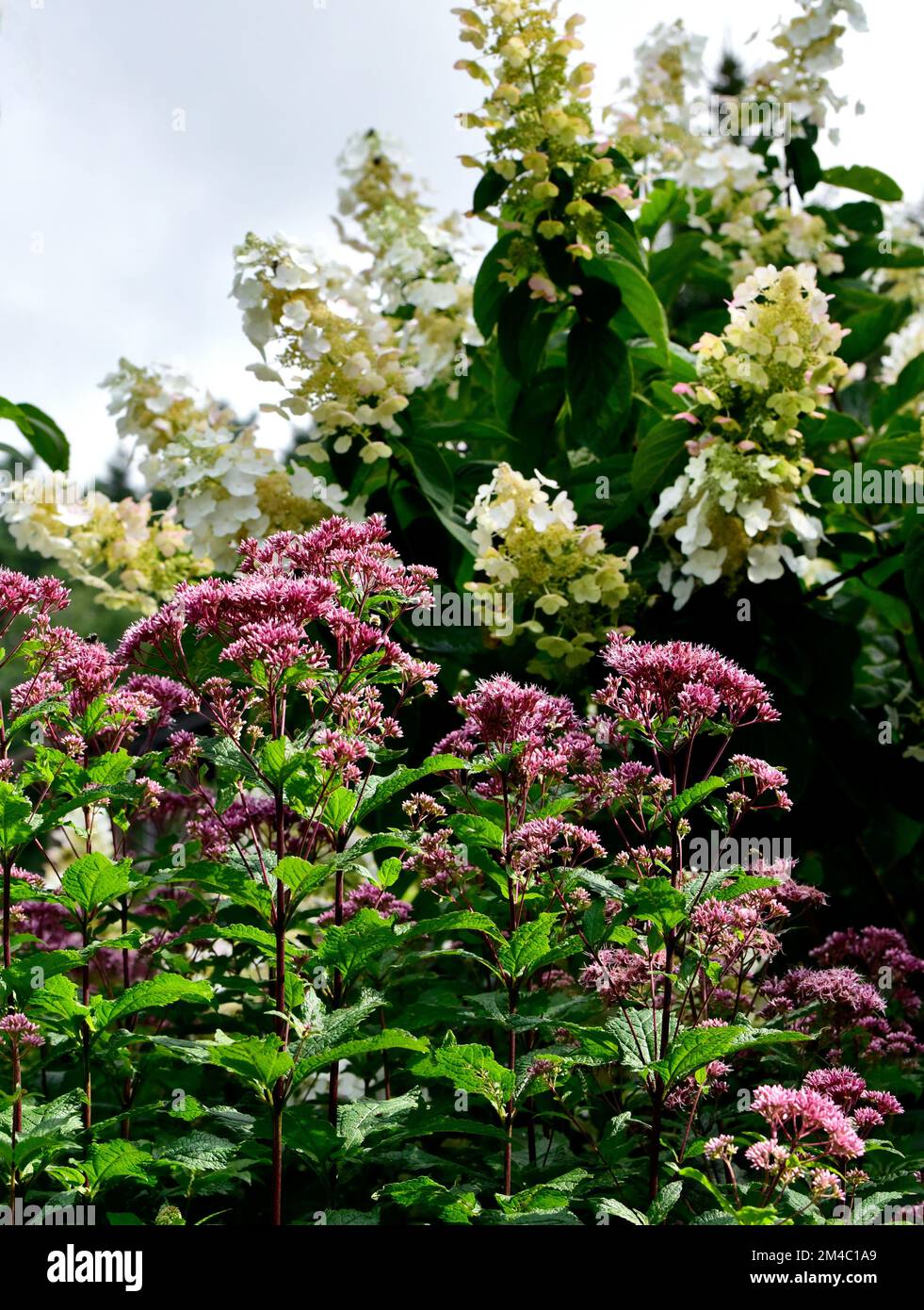 Ein vertikales Bild von Joe Pye Weed Blumen in einem Garten Stockfoto