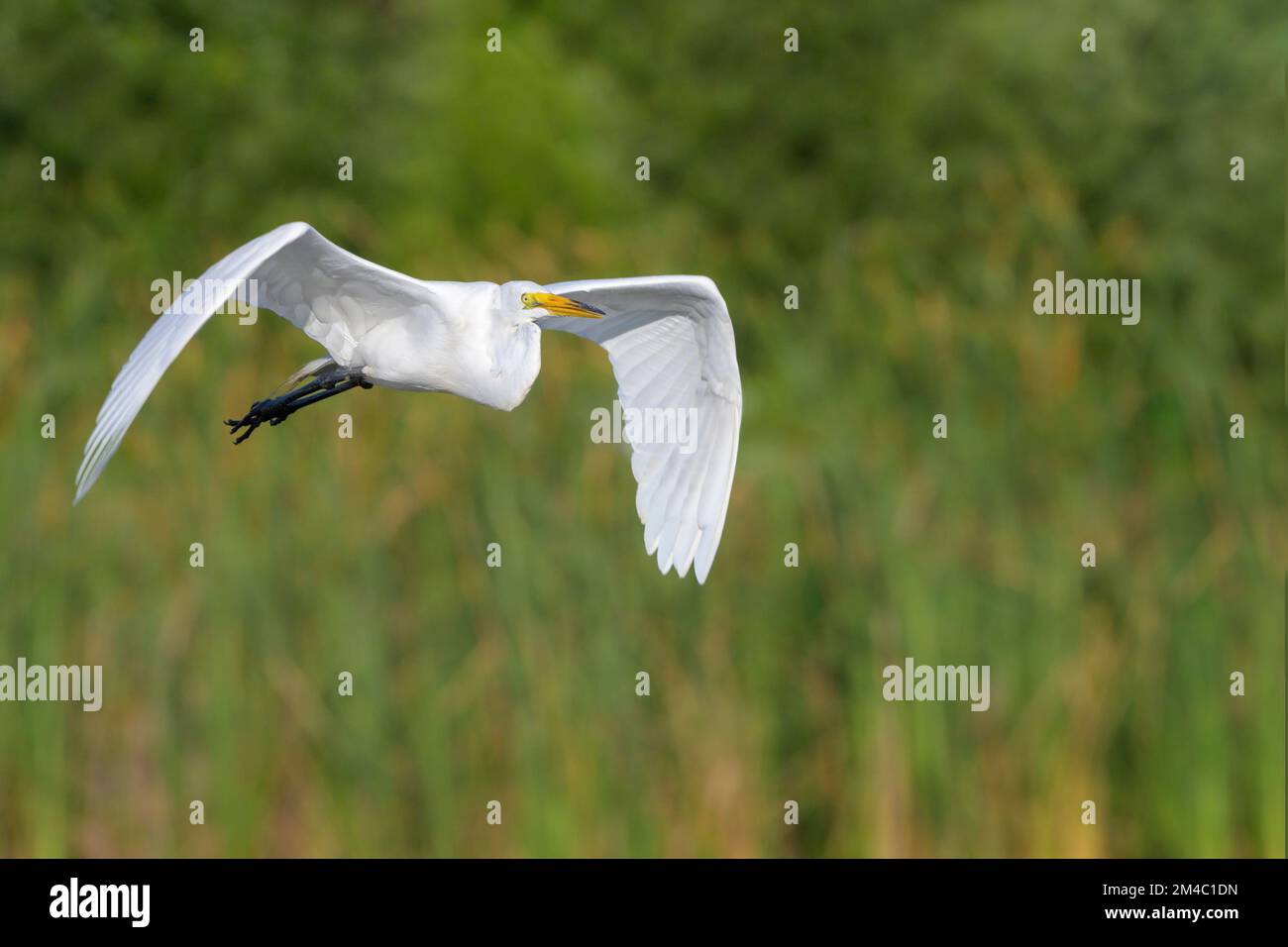 Riesenreiher (Ardea alba) im Flug, Venedig Gegend Audubon Rookery, Florida, USA Stockfoto