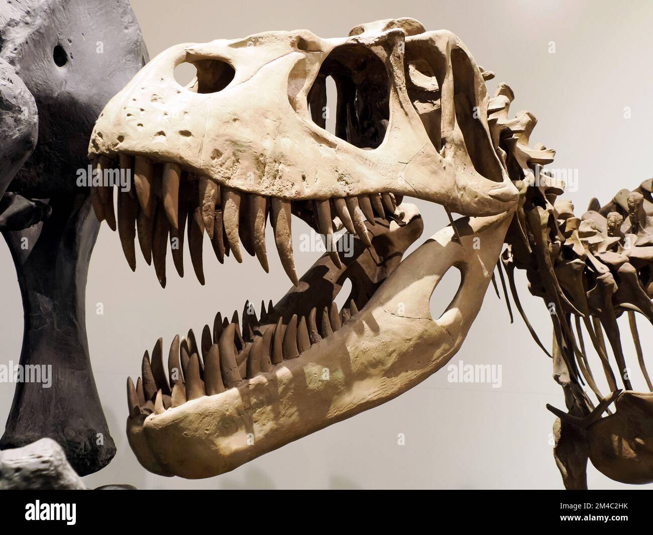 Plesiosaurios-Dinosaurier-Skelett-Schädeldetailrekonstruktion Stockfoto