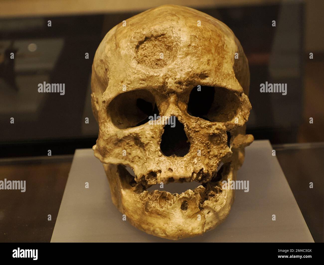 Neandertaler prähistorischer Schädel Evolution zeigt Details an Stockfoto