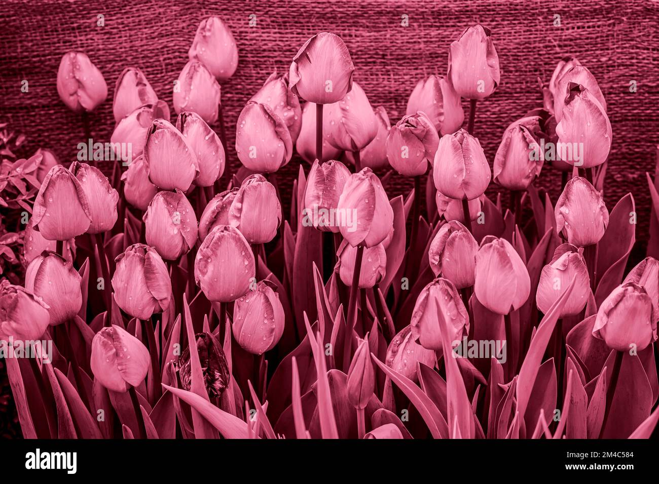 Lila Tulpen blühen mit Wassertropfen. Frühlingshintergrund Stockfoto