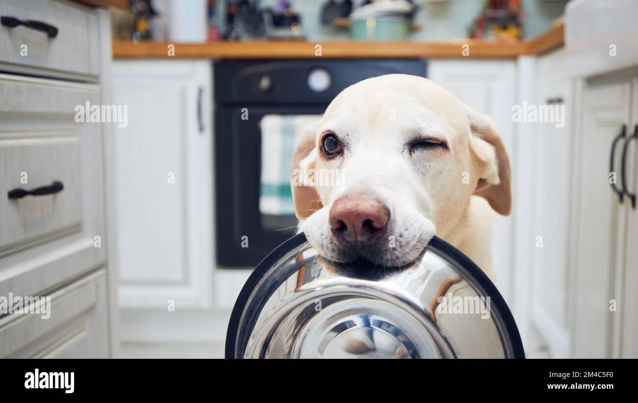 Hungriger Hund mit blinzelnden Augen wartet in der Küche auf Fütterung. Der süße labrador Retriever hält zu Hause eine Hundeschale in seinem Mund. Stockfoto