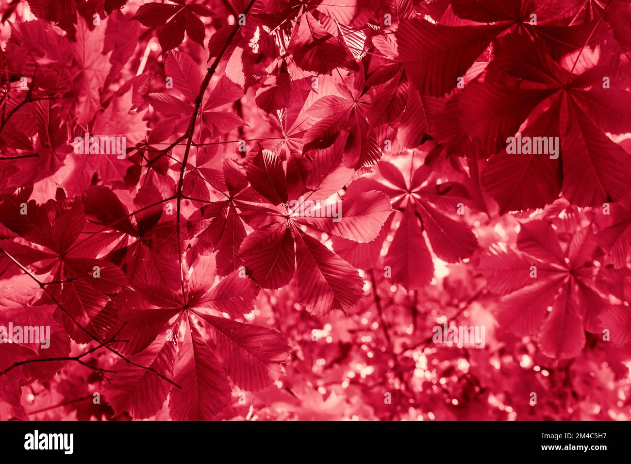 Grüne Krone aus Kastanienblättern. Natürlicher Hintergrund, Sommerkonzept Stockfoto
