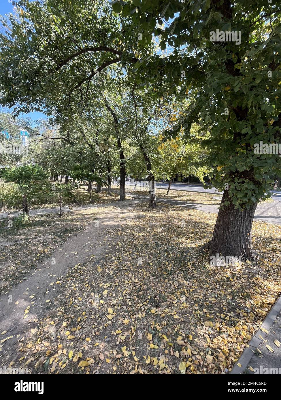 Der Herbstblick im Park, gelbe Blätter fielen von den Bäumen. Stockfoto