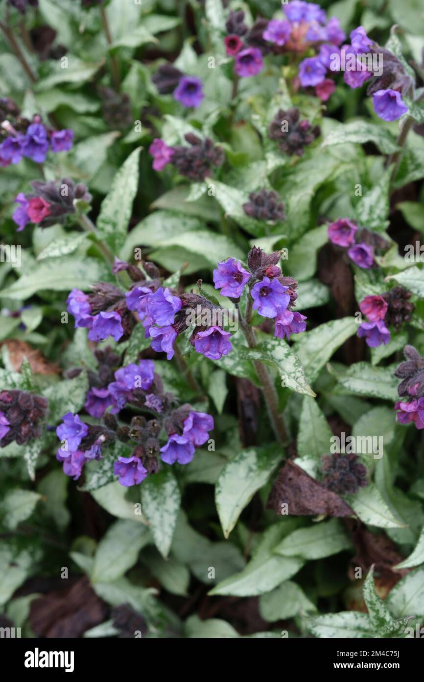 Pulmonaria Blue Fähnrich, Lungenwurz Blue Fähnrich, Milchmehrjährige, violett-blaue Blüten Stockfoto