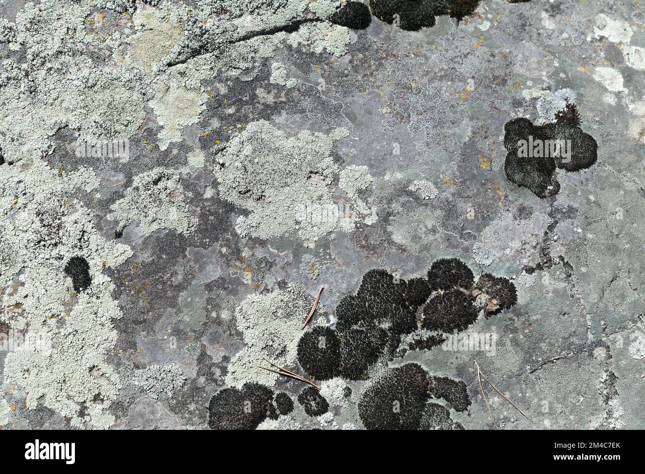 Fotostruktur im Hintergrund mit Flechten und Moos, die auf grauem Stein wachsen, natürliche Textur Stockfoto