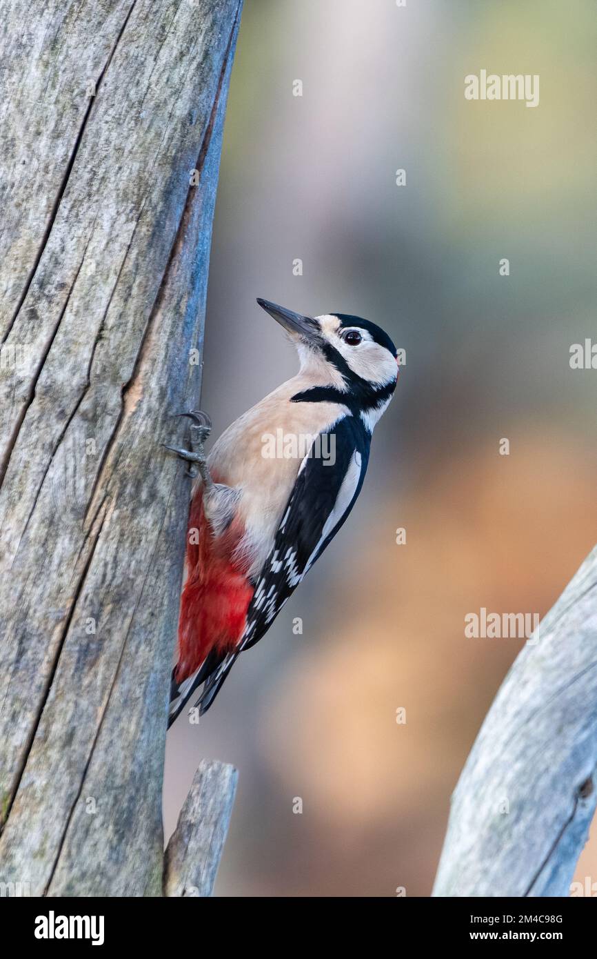 Buntspecht, (Dendrocopos major), Insch, Aberdeenshire, Schottland, VEREINIGTES KÖNIGREICH Stockfoto