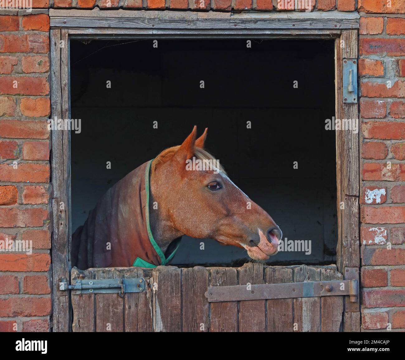 Das Pferd schaut von einer Stalltür aus, Thelwall, Lymm, Warrington, Cheshire, ENGLAND, GROSSBRITANNIEN, WA4 2TD Stockfoto