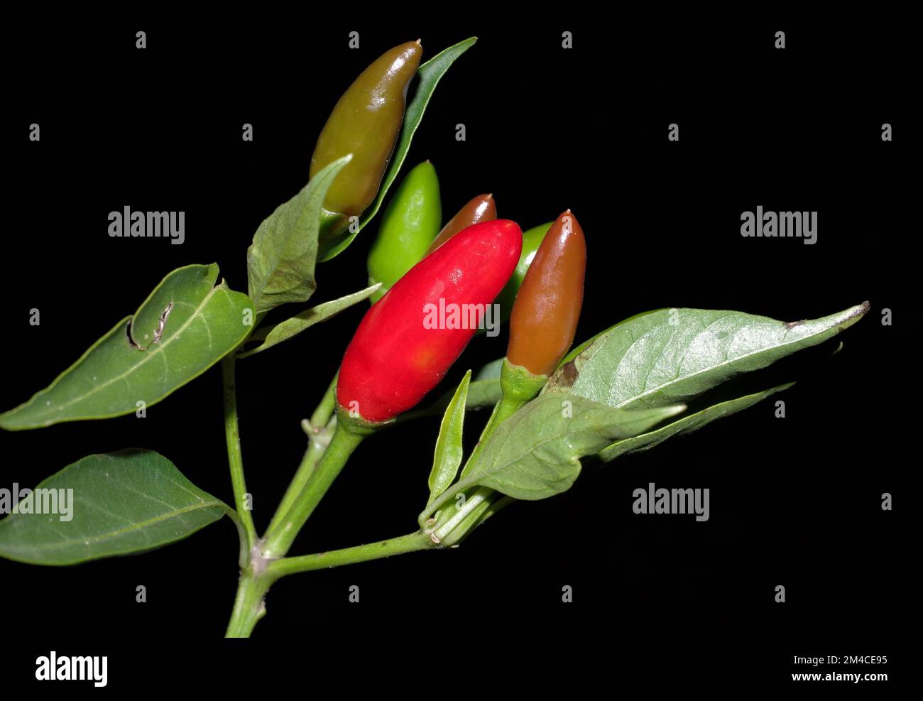 Nahaufnahme mit rotem Pfeffer Stockfoto