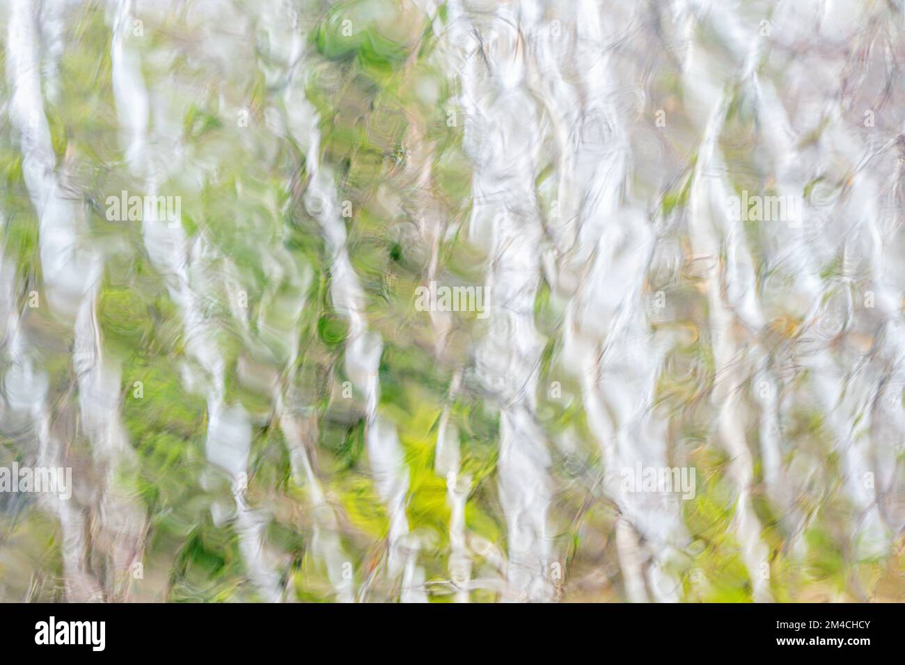 Waldgebiet im Frühling, das durch eine regenüberflutete Windschutzscheibe im Großraum Sudbury, Ontario, Kanada, zu sehen ist Stockfoto