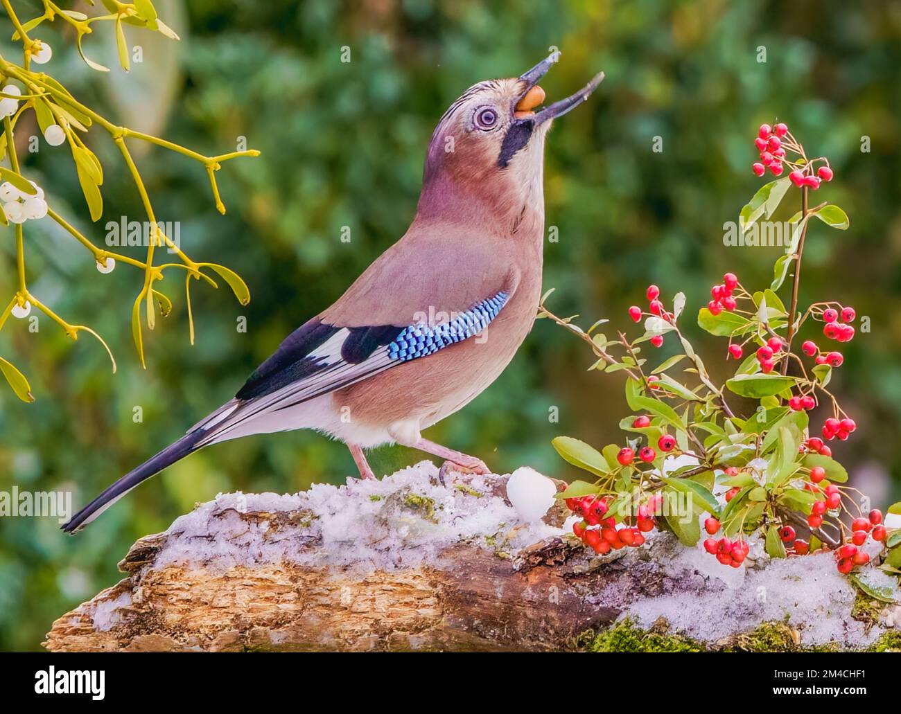 Der Gierige Jay, Der Erdnüsse Konsumiert Stockfoto