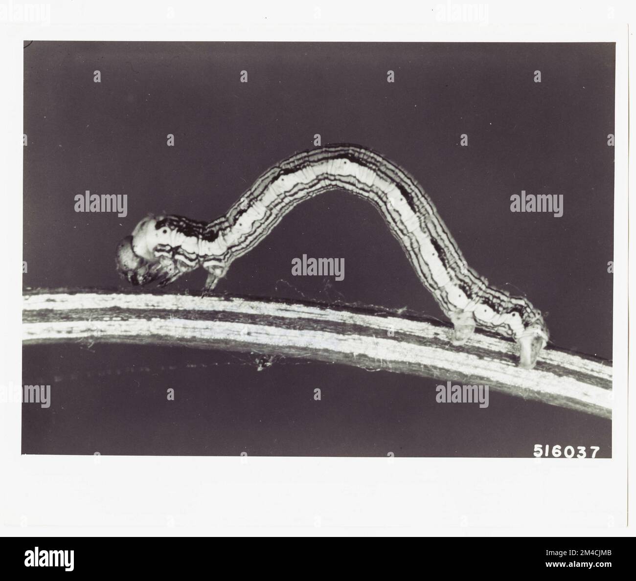 Insekten: Lebenszyklus - Alle Zustände. Fotografien zu National Forests, Resource Management Practices, Personal sowie Kultur- und Wirtschaftsgeschichte Stockfoto