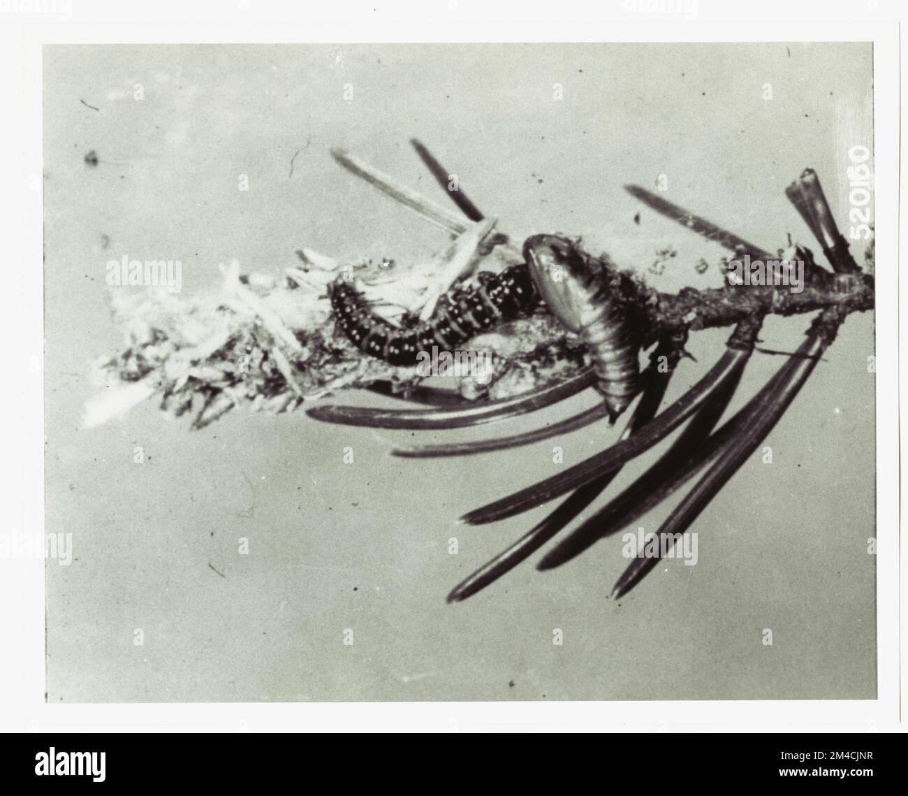 Insekten: Lebenszyklus - Alle Zustände. Fotografien zu National Forests, Resource Management Practices, Personal sowie Kultur- und Wirtschaftsgeschichte Stockfoto