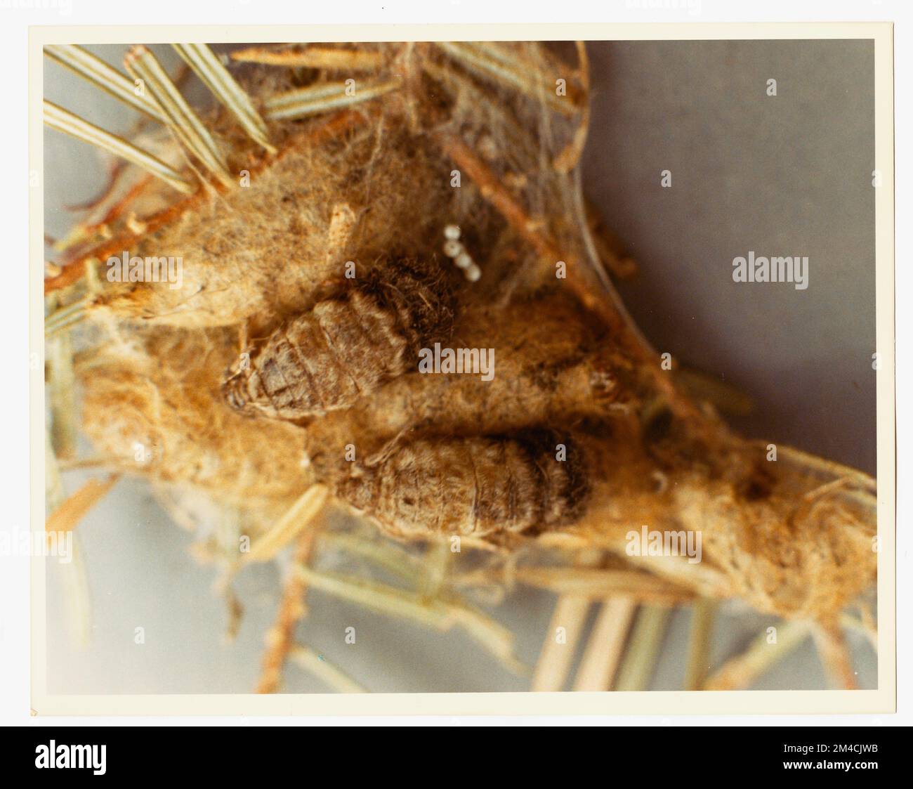 Insekten: Allgemein - Alle Staaten. Fotografien zu National Forests, Resource Management Practices, Personal sowie Kultur- und Wirtschaftsgeschichte Stockfoto
