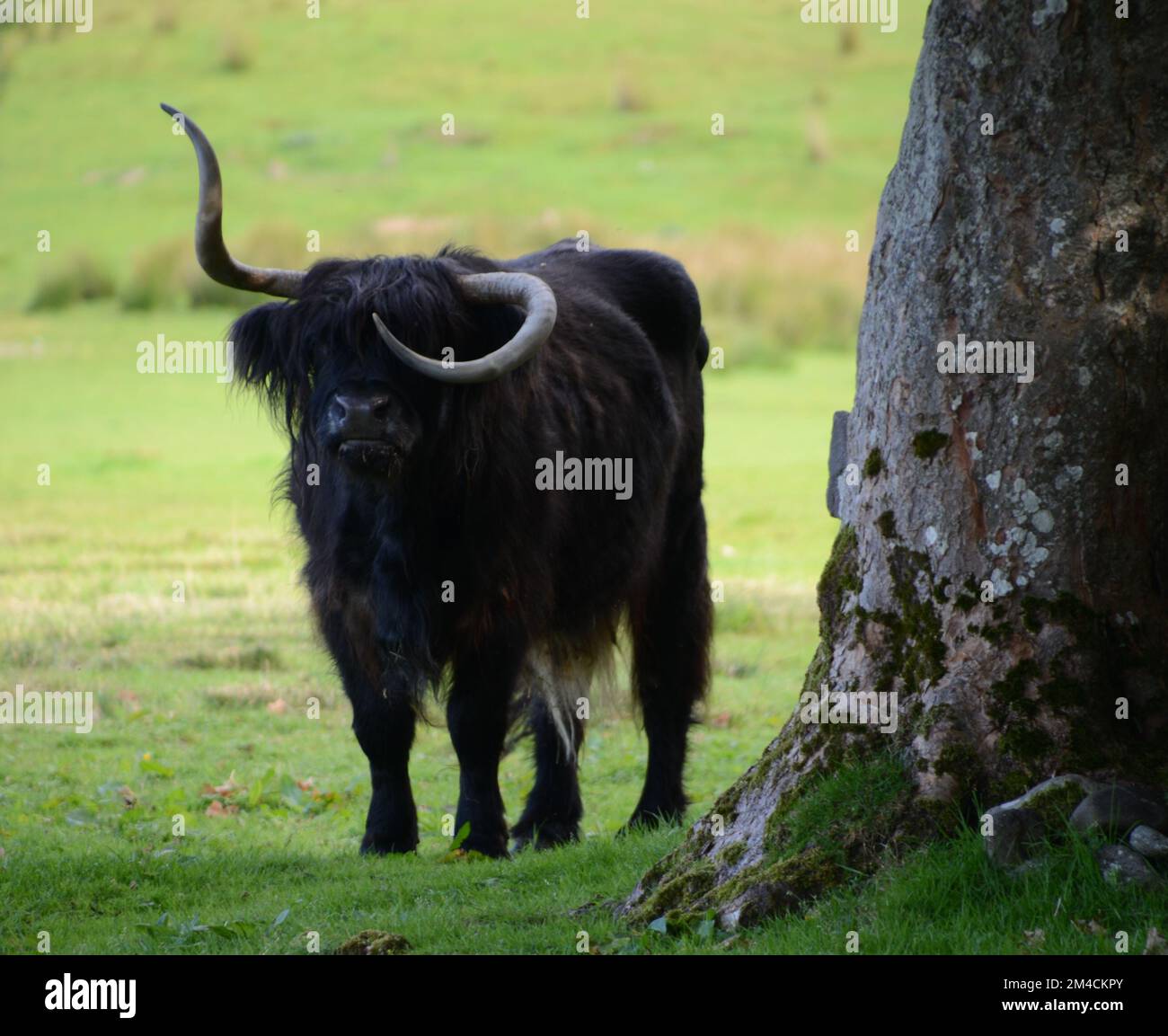 Schwarze Hochlandkuh mit Wonky Horn im Feld Schottland Bos taurus taurus Stockfoto