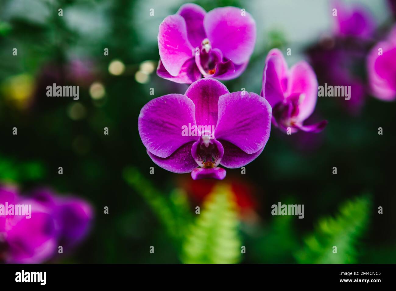 Lila Orchideen mit grünen Blättern und Bokeh im botanischen Garten Stockfoto