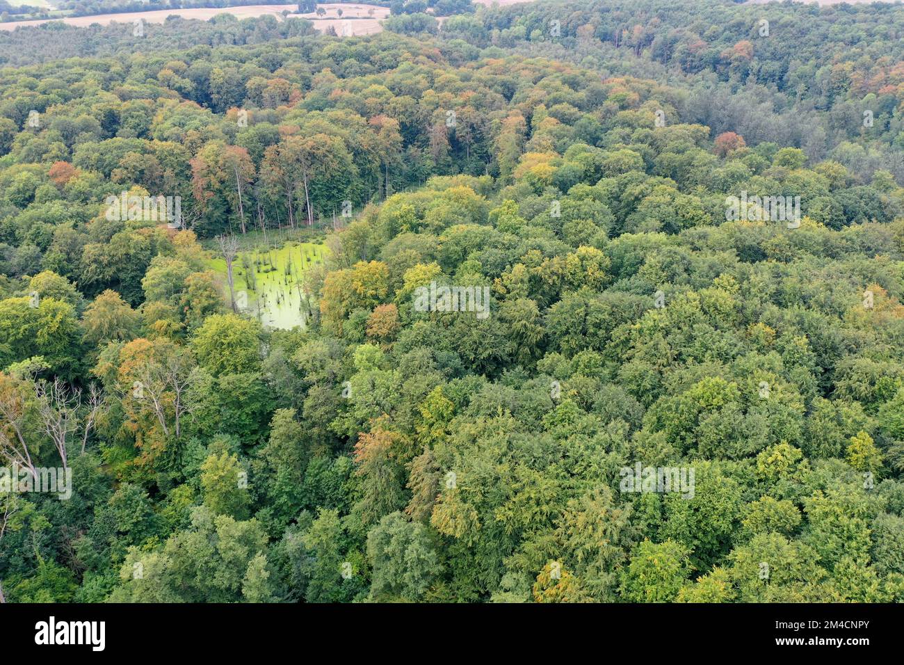 Behlendorfer See, Behlendorfer Wald, Behlendorfer Waldmoor, Feuchtgebiet im Wald, Behlendorf, Herzogtum-Lauenburg, Schleswig-Holstein, Deutschland Stockfoto