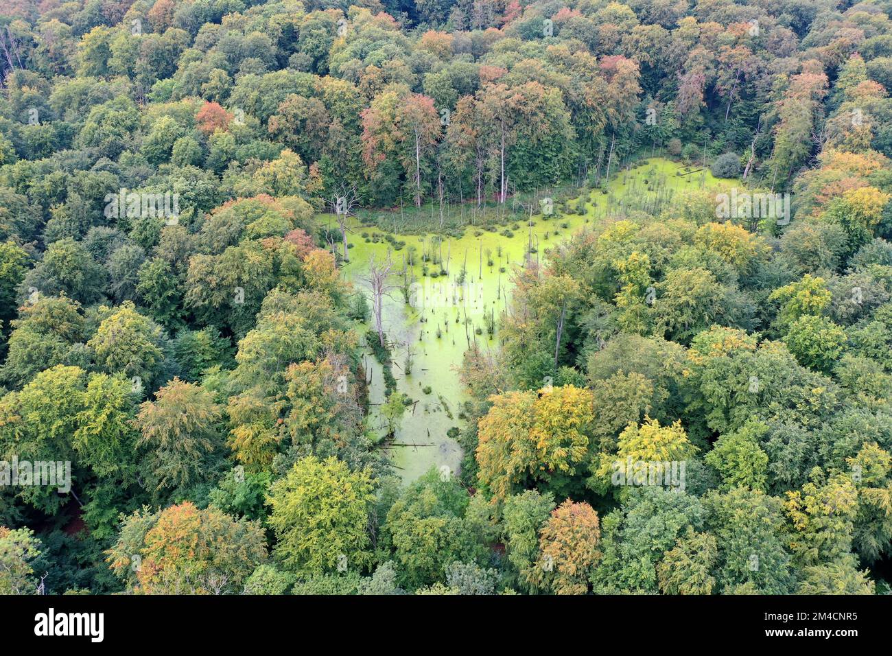 Behlendorfer See, Behlendorfer Wald, Behlendorfer Waldmoor, Feuchtgebiet im Wald, Behlendorf, Herzogtum-Lauenburg, Schleswig-Holstein, Deutschland Stockfoto