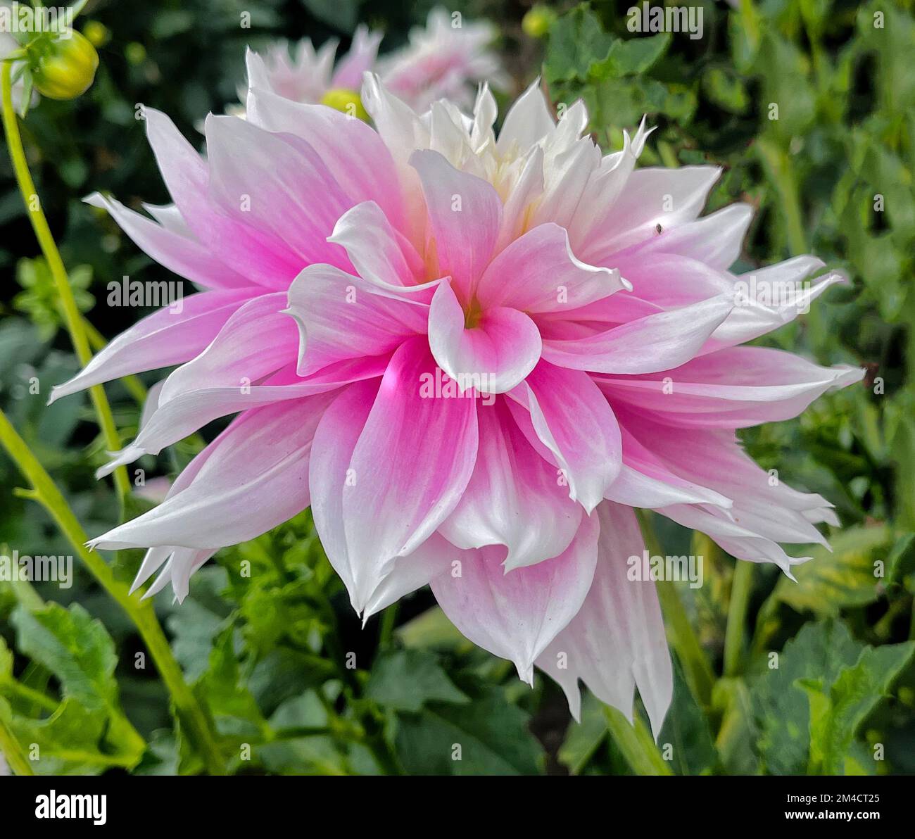 Dahlia Kiew Stockfoto