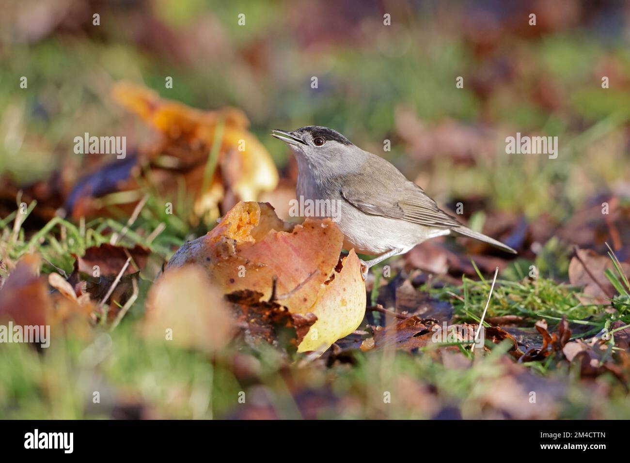 Männliche Blackcap isst Äpfel auf dem Boden im Wald von Dean Gloucestershire UK Stockfoto