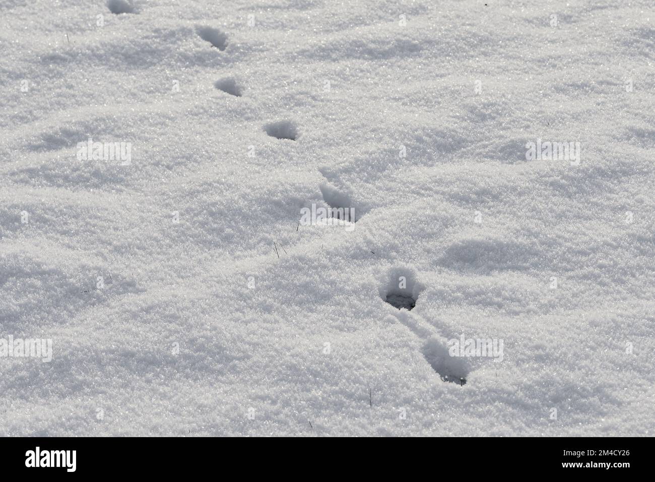Fußspuren (Tierspuren) im frischen Schnee Stockfoto