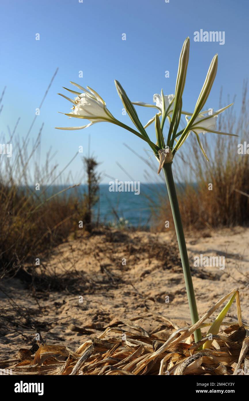 Große weiße Blume Pancratium Maritimum an den sandigen Ufern des Mittelmeers in Israel Stockfoto