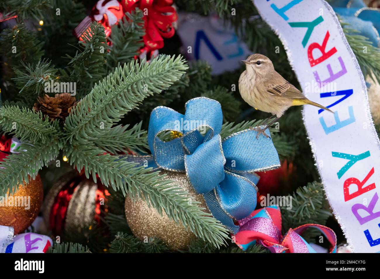 Im Christmas Tree Enchanted Forest bei Victory Pointe in Clermont, Florida, sitzt ein Palmenkühner auf einem Weihnachtsbaum. Stockfoto