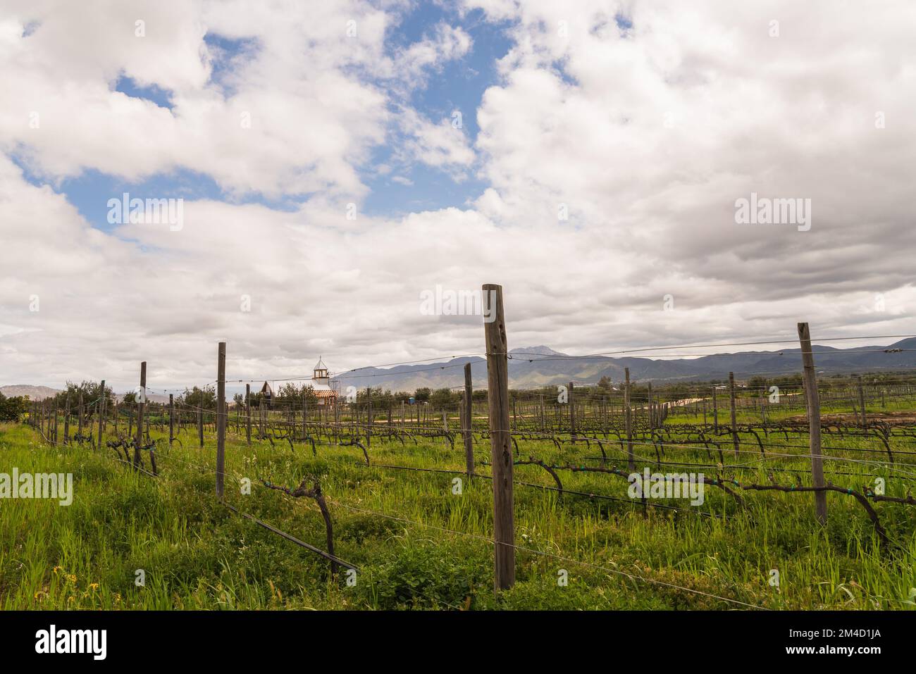 Landschaft der Weinregion Valle de Guadalupe in Mexiko Stockfoto