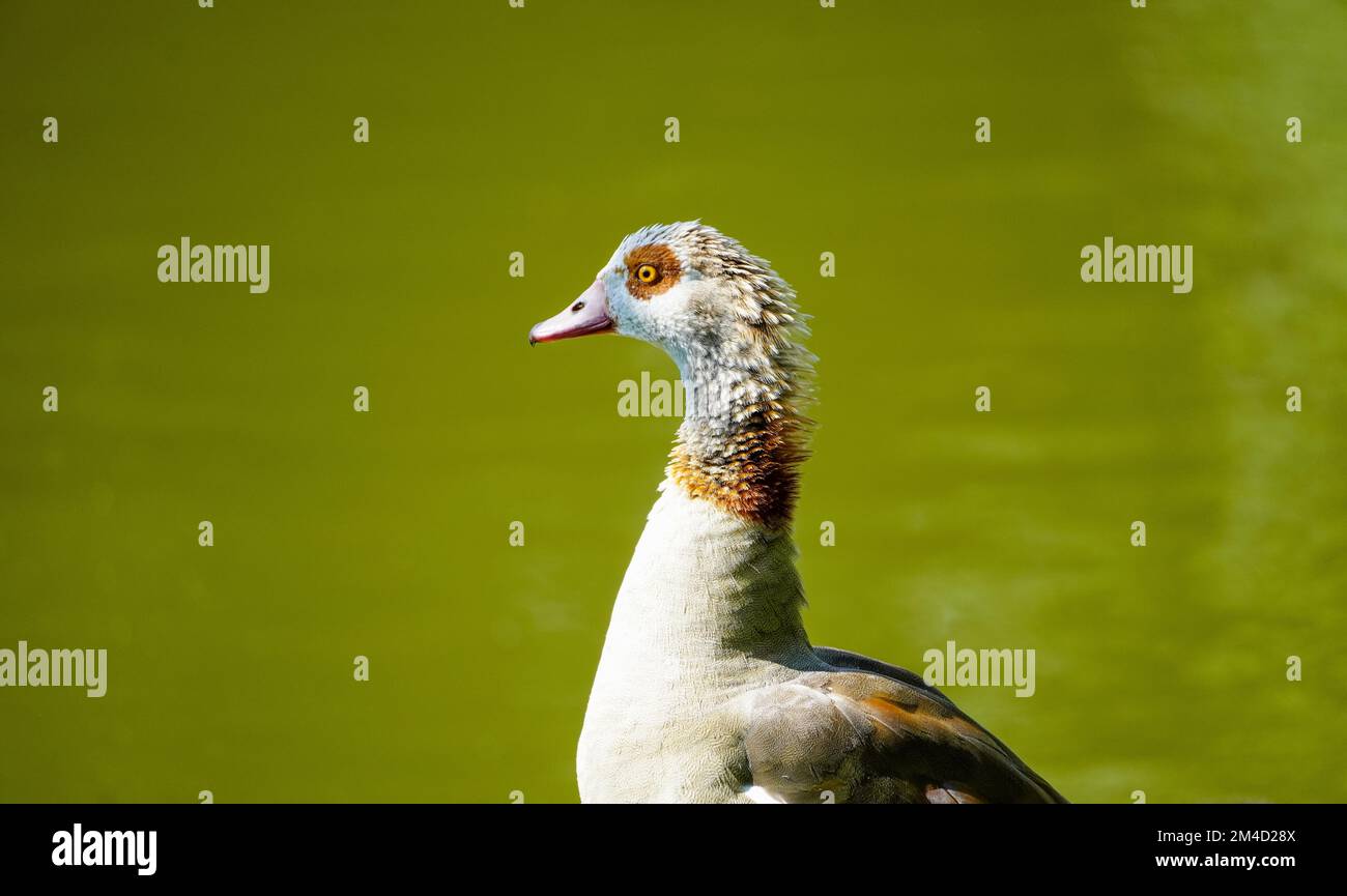 Porträt der ägyptischen Gans am Ufer eines Sees. Wildvögel in der Natur. Alopochen aegyptiaca. Stockfoto