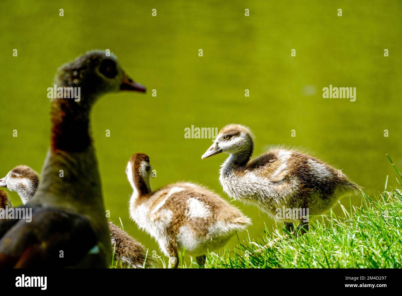 Ägyptische Gans mit Küken am Ufer eines Sees. Wildvögel in der Natur. Alopochen aegyptiaca. Stockfoto