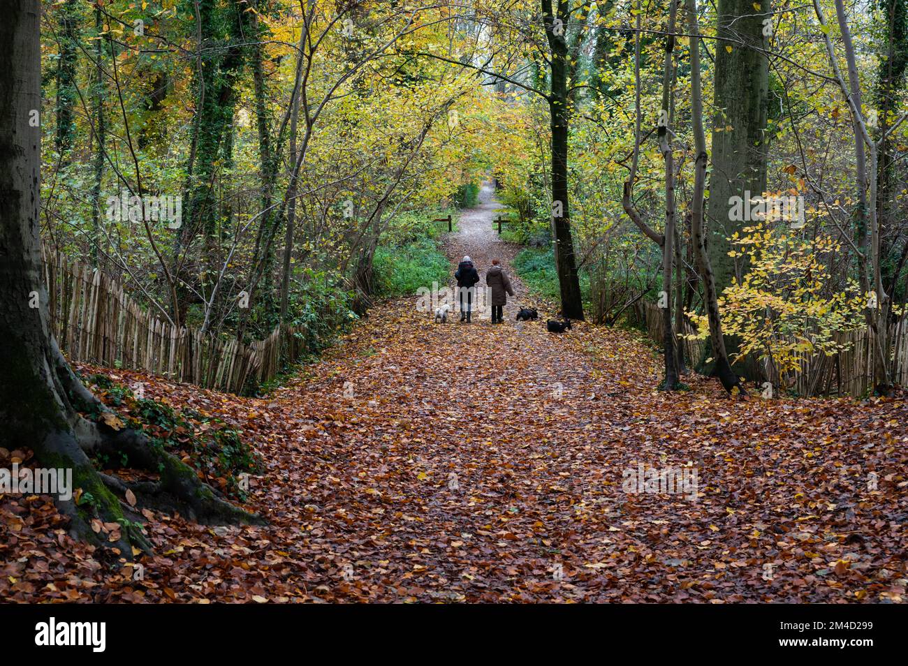 Jette, Region Brüssel-Hauptstadt, Belgien, 11 21 2022 - zwei Frauen, die im Herbst mit dem Hund im Wald spazieren gehen Stockfoto
