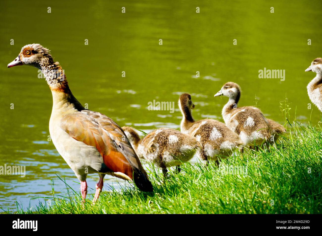 Ägyptische Gans mit Küken am Ufer eines Sees. Wildvögel in der Natur. Alopochen aegyptiaca. Stockfoto
