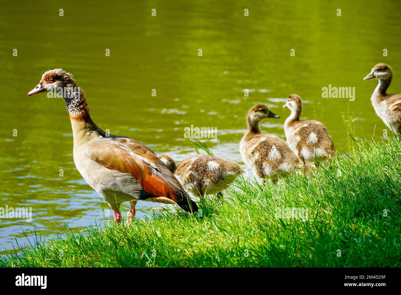 Ägyptische Gans mit Küken am Ufer eines Sees. Wildvögel in der Natur. Alopochen aegyptiaca. Stockfoto
