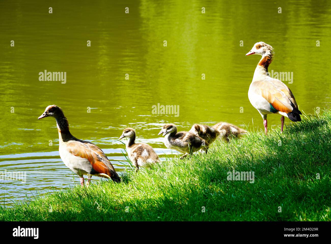 Ägyptische Gans mit Küken am Ufer eines Sees. Wildvögel in der Natur. Alopochen aegyptiaca. Stockfoto
