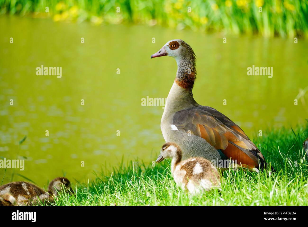 Ägyptische Gans mit Küken am Ufer eines Sees. Wildvögel in der Natur. Alopochen aegyptiaca. Stockfoto