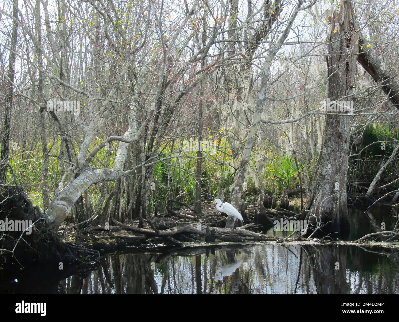 reiher in den Sümpfen von louisiana Stockfoto