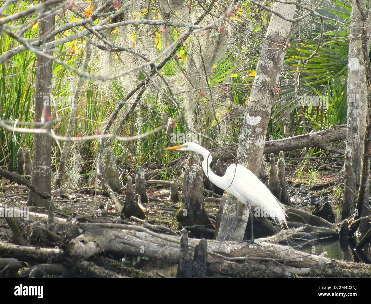 reiher in den Sümpfen von louisiana Stockfoto