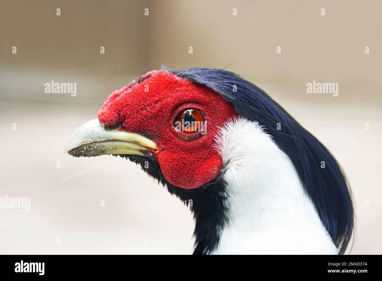 Porträt von Silberfasan. Vogel mit farbenfroher Nahaufnahme. Lophura nycthemera. Stockfoto