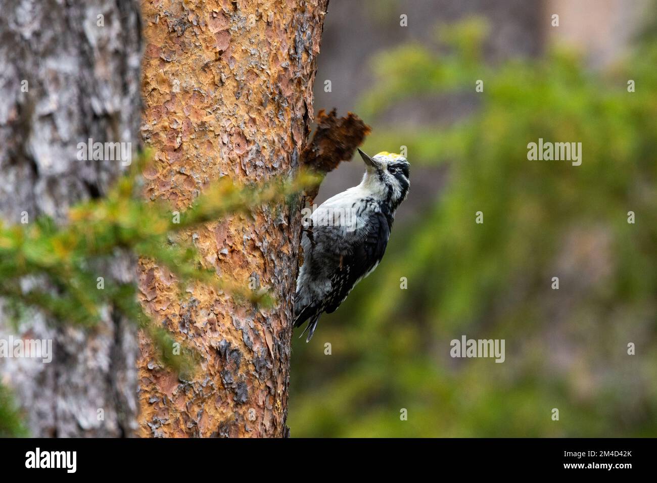 Ein wunderschöner männlicher dreizehiger Specht, der auf einen Kiefernstumpf klettert und in einem finnischen Wald in der Nähe von Kuusamo nach Essen sucht Stockfoto