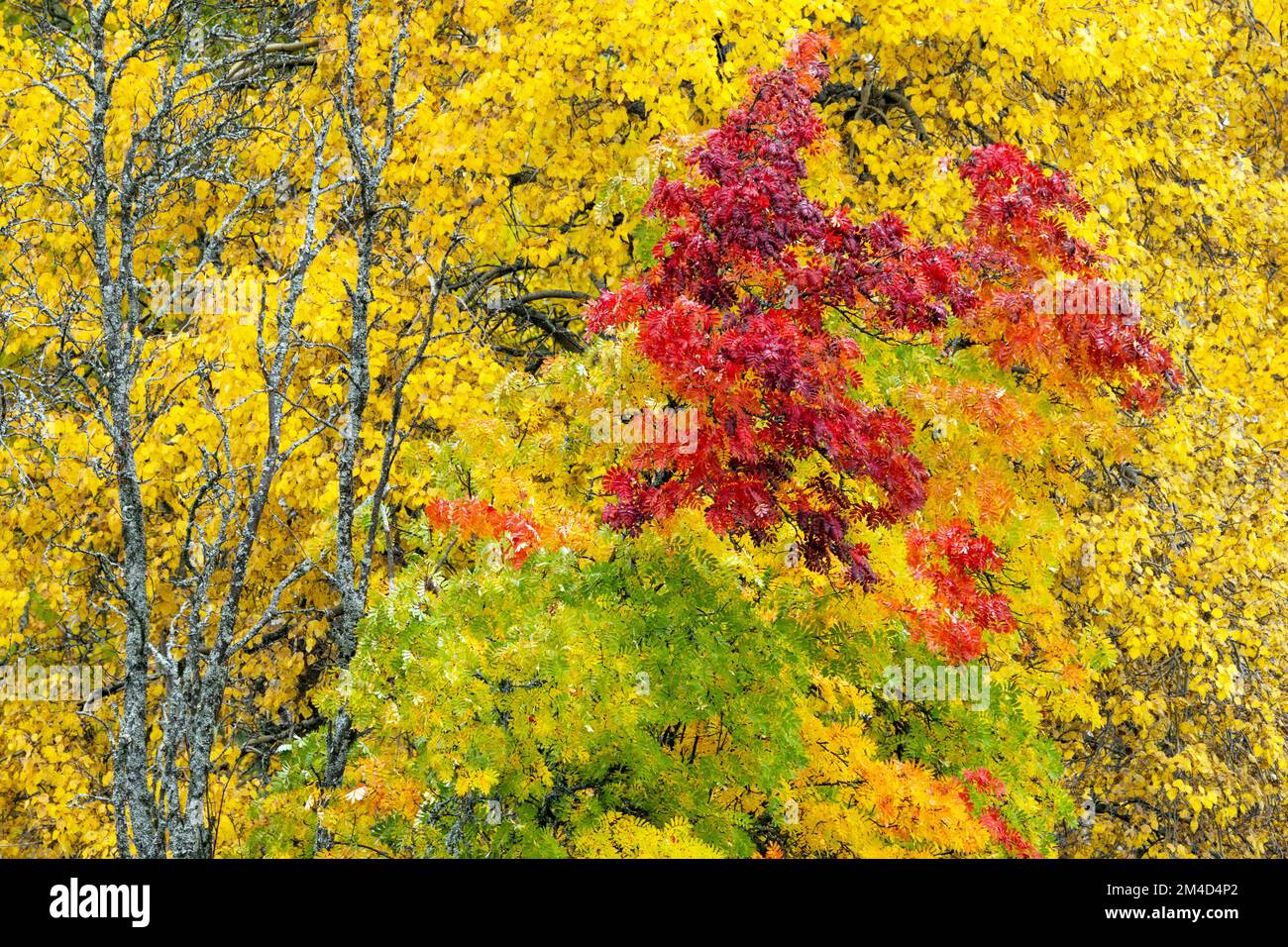 Verschiedene lebendige und farbenfrohe Rowan-Blätter während der Herbstlaub in der Nähe von Kuusamo, Nordfinnland Stockfoto