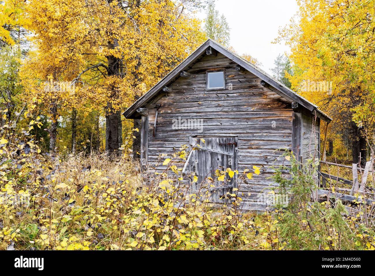 Eine alte Holzscheune auf einem finnischen Bauernhof während eines farbenfrohen Herbstes in der Nähe von Kuusamo Stockfoto