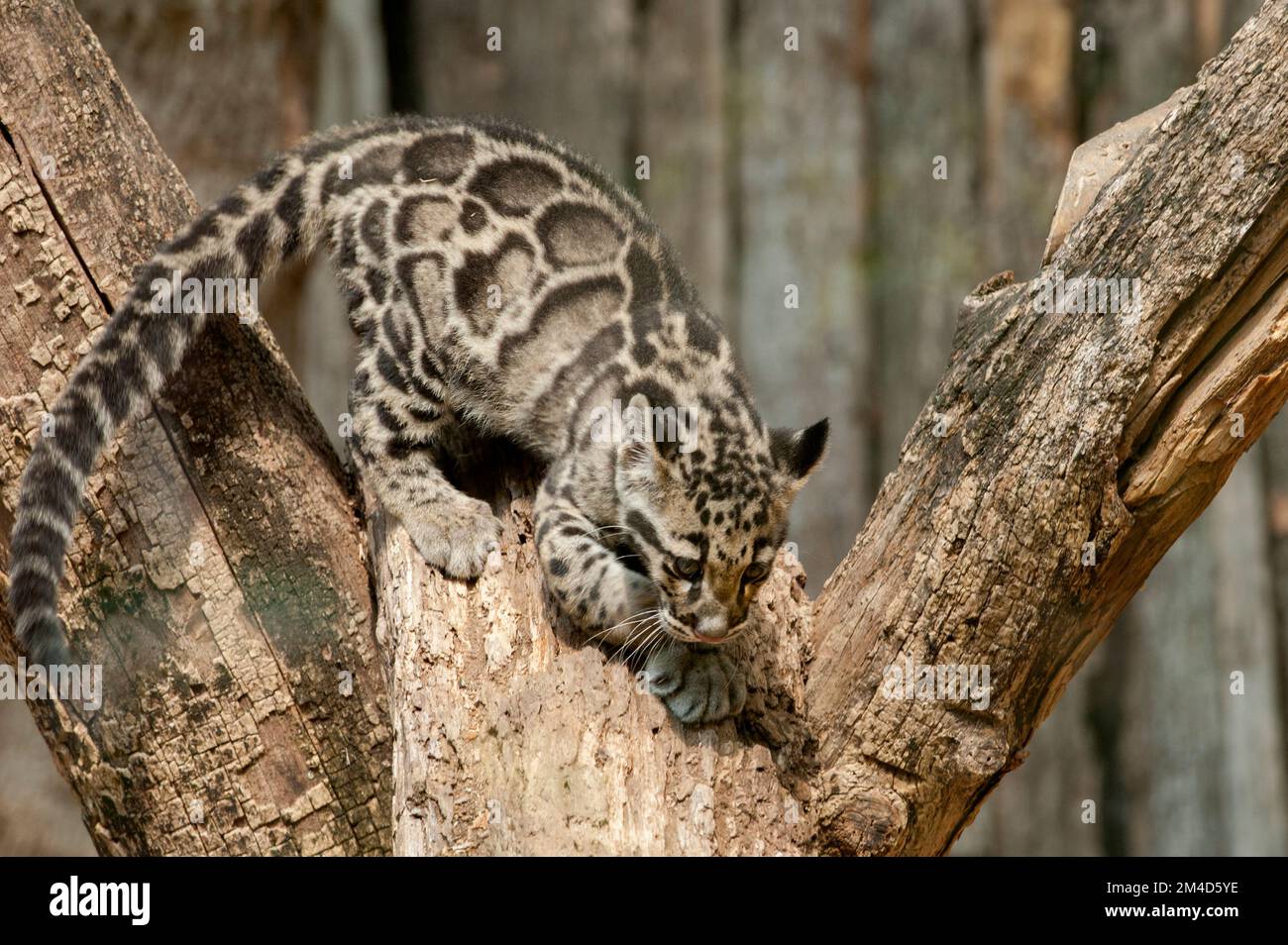 Ein wolkiges Leopardenjunge (Neofelis nebulosa) im Nashville, Tennessee Zoo. Geboren im Rahmen eines Zuchtprogramms für Gefangene Stockfoto