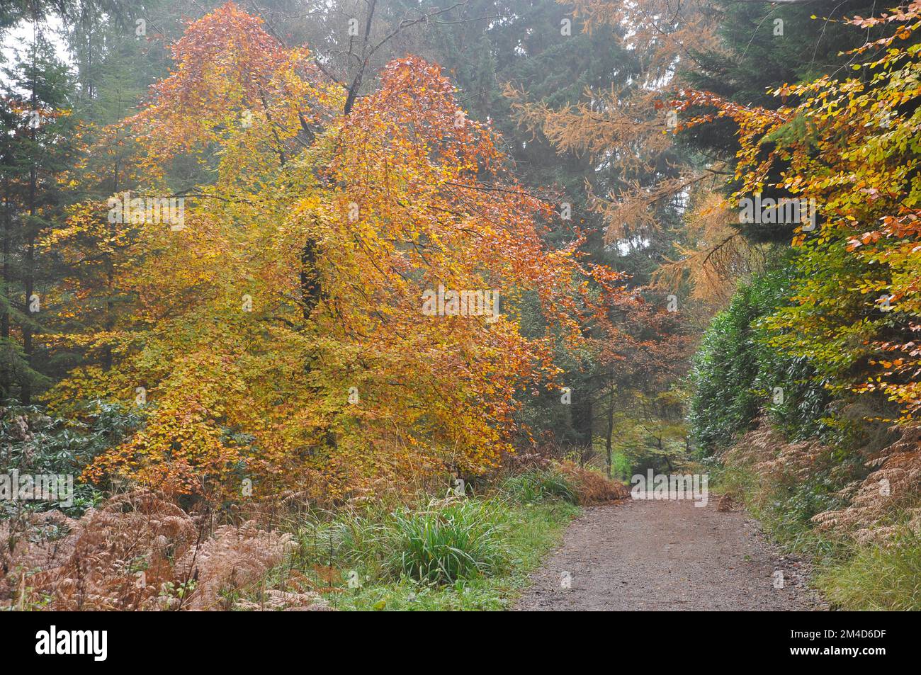 Ein Weg durch einen nebligen gemischten Wald im Herbst. Die Buchenbäume sind Farben von Grün bis Gold und kontrastieren das tiefe Grün der Nadelbäume und das Stockfoto