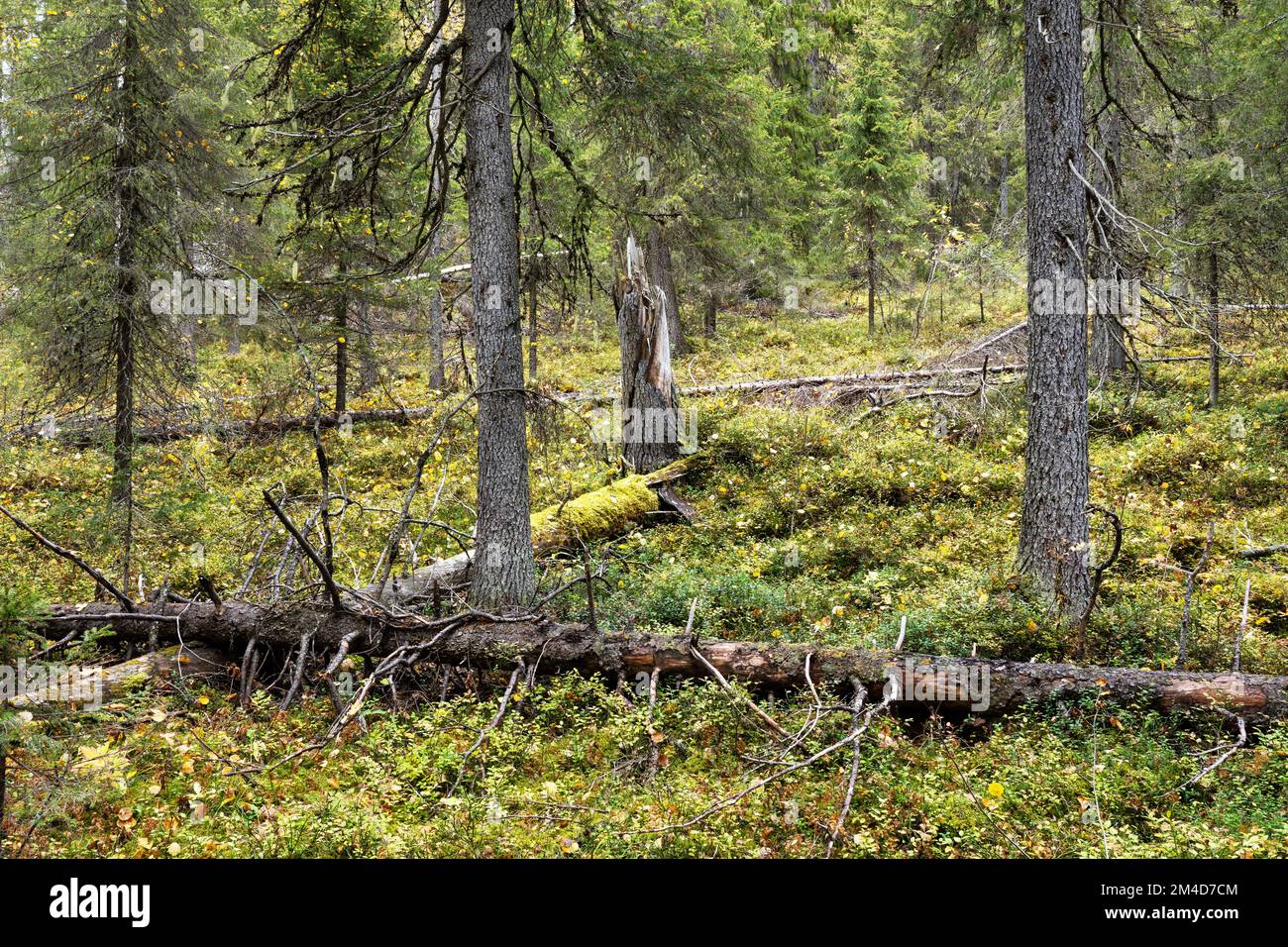 Ein unberührter Närängänvaara-Wald mit liegendem Totholz in der Nähe von Kuusamo an einem Herbsttag in Nordfinnland Stockfoto