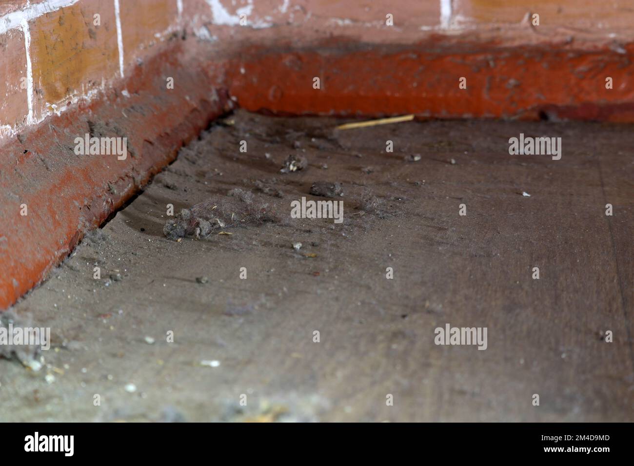 Müll auf dem Boden im Zimmer. Das Zimmer wurde schon lange nicht mehr geputzt. Stockfoto